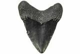 Juvenile Megalodon Tooth - South Carolina #213061-1